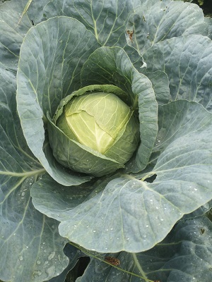 ORNAMENTAL CABBAGE Cecile